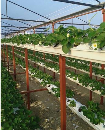 基质栽培草莓气雾培草莓营养液肥料工厂